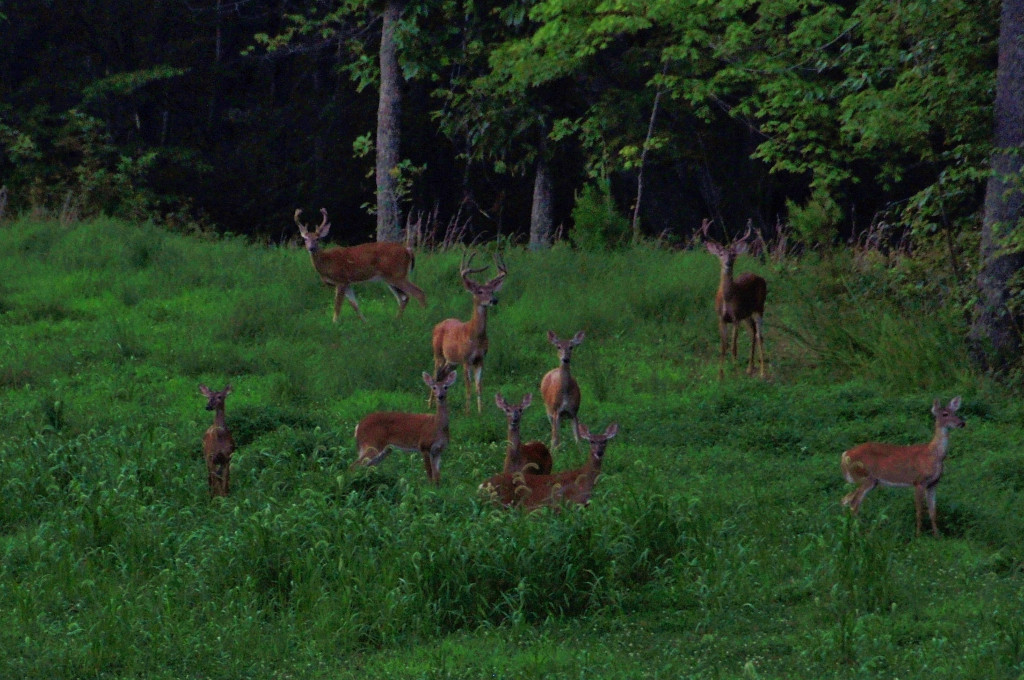 Deer in a field by Hanging Rock