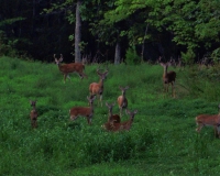Deer in a field by Hanging Rock